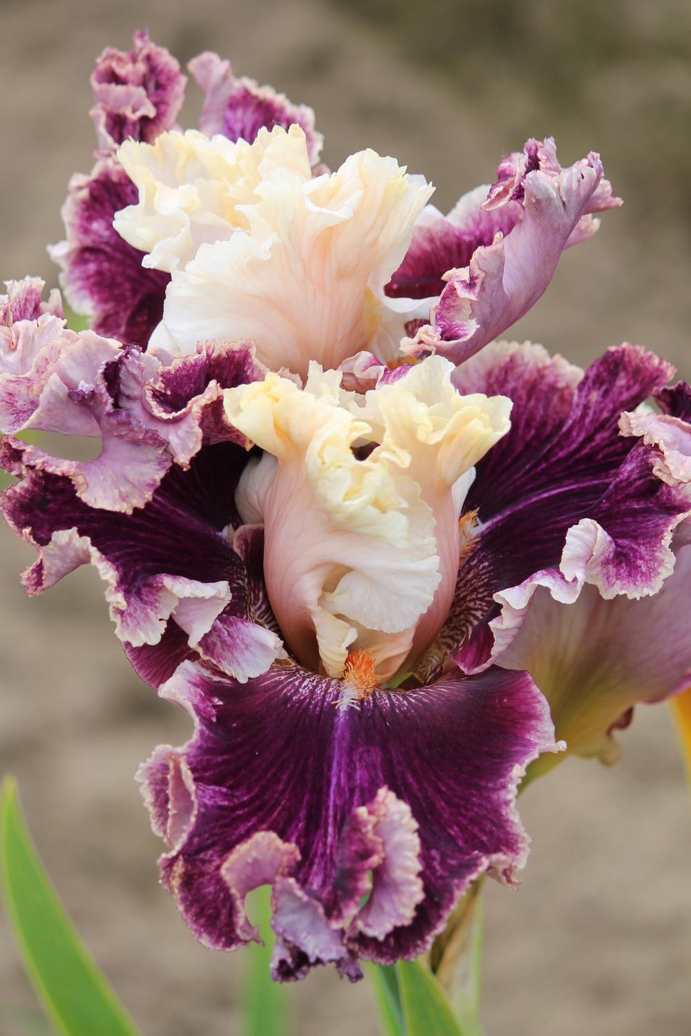 Photo of Tall Bearded Iris (Iris 'Afternoon Colours') uploaded by ARUBA1334