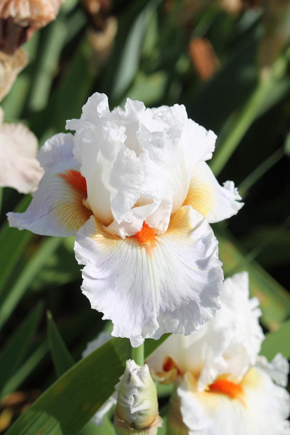 Photo of Tall Bearded Iris (Iris 'Kiss of Passion') uploaded by ARUBA1334