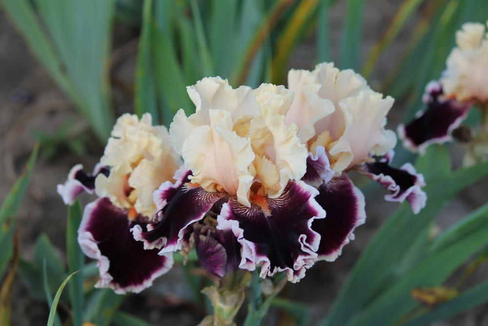 Photo of Tall Bearded Iris (Iris 'Dazzle') uploaded by ARUBA1334