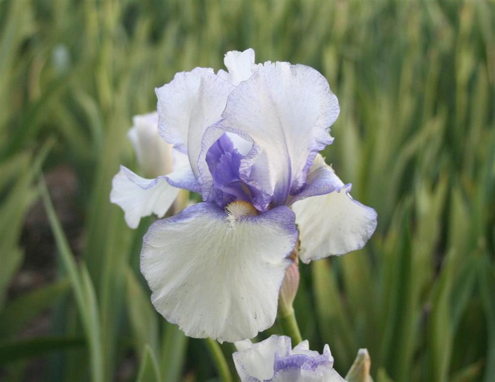 Photo of Tall Bearded Iris (Iris 'New Tomorrow') uploaded by KentPfeiffer