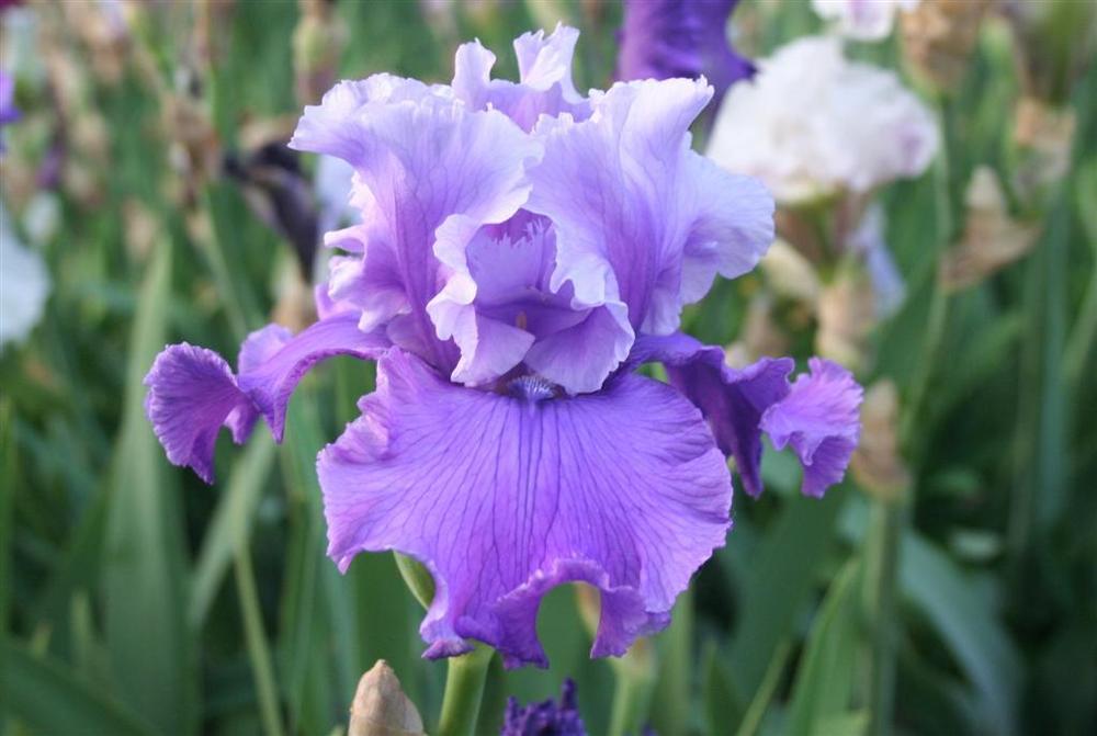 Photo of Tall Bearded Iris (Iris 'Loopty Loo') uploaded by KentPfeiffer