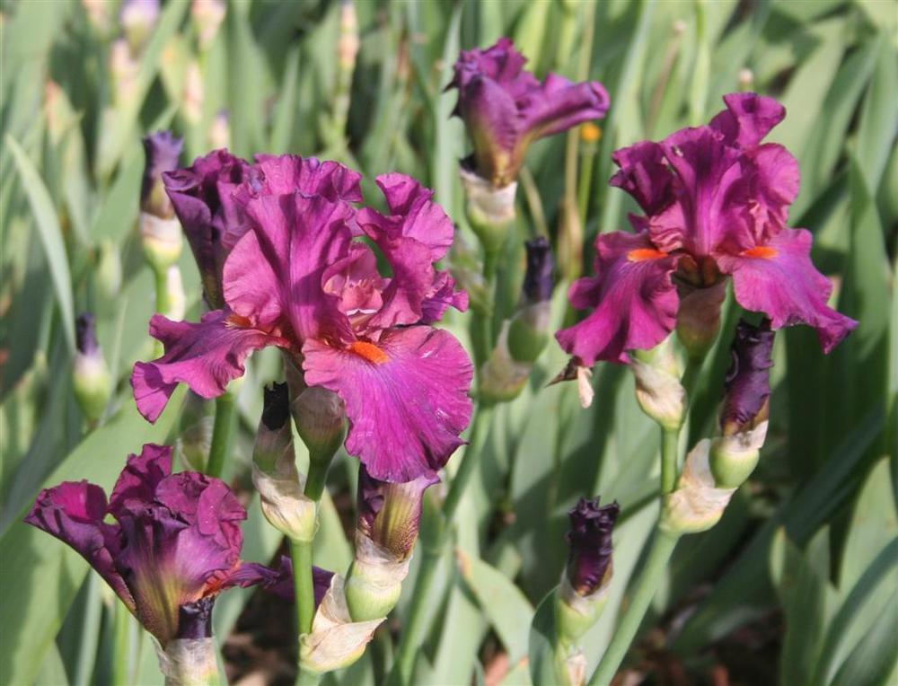 Photo of Tall Bearded Iris (Iris 'Mulberry Echo') uploaded by KentPfeiffer