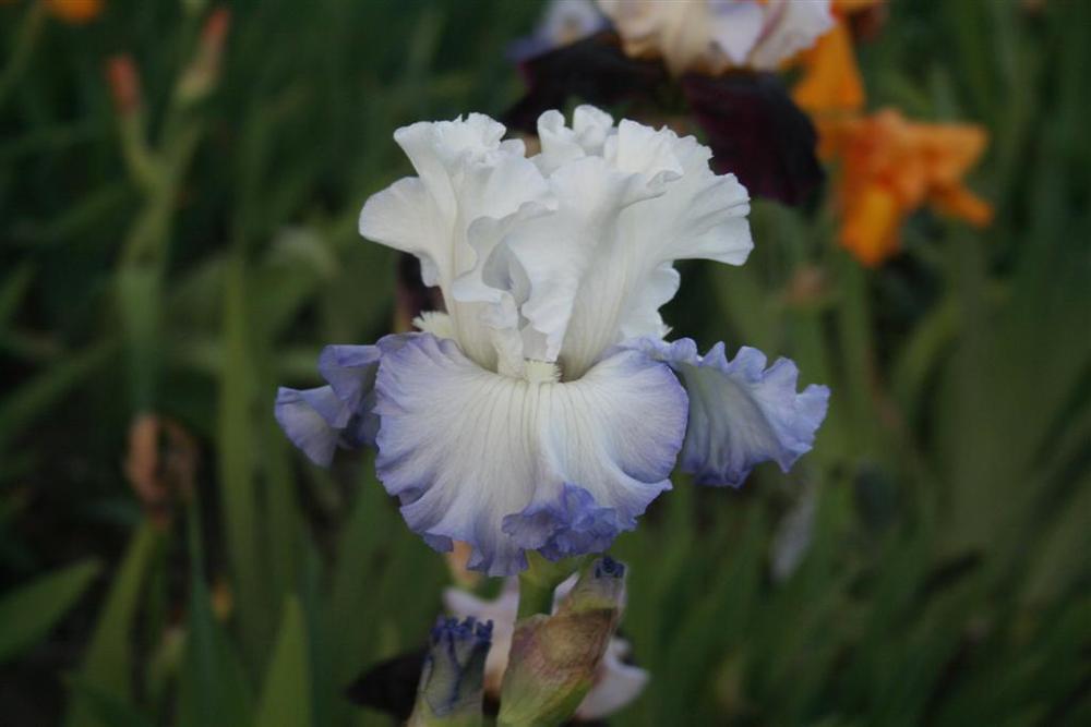 Photo of Tall Bearded Iris (Iris 'Love Match') uploaded by KentPfeiffer