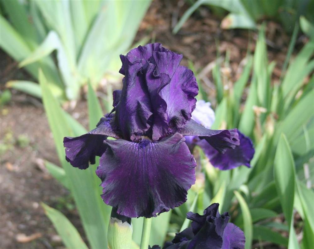 Photo of Tall Bearded Iris (Iris 'Ozark Rebounder') uploaded by KentPfeiffer