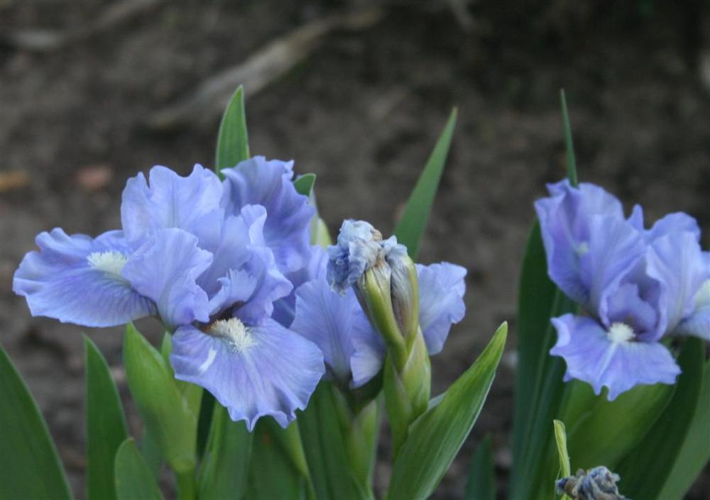 Photo of Standard Dwarf Bearded Iris (Iris 'Little Sweden') uploaded by KentPfeiffer