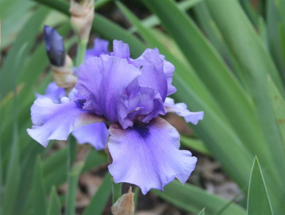 Photo of Tall Bearded Iris (Iris 'Mythology') uploaded by KentPfeiffer