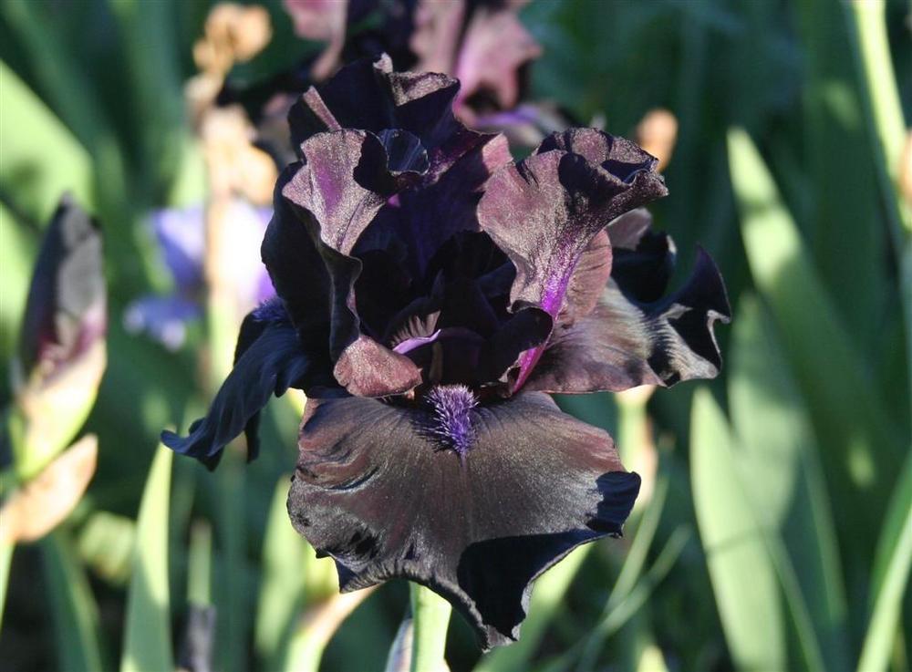 Photo of Tall Bearded Iris (Iris 'Midnight Oil') uploaded by KentPfeiffer