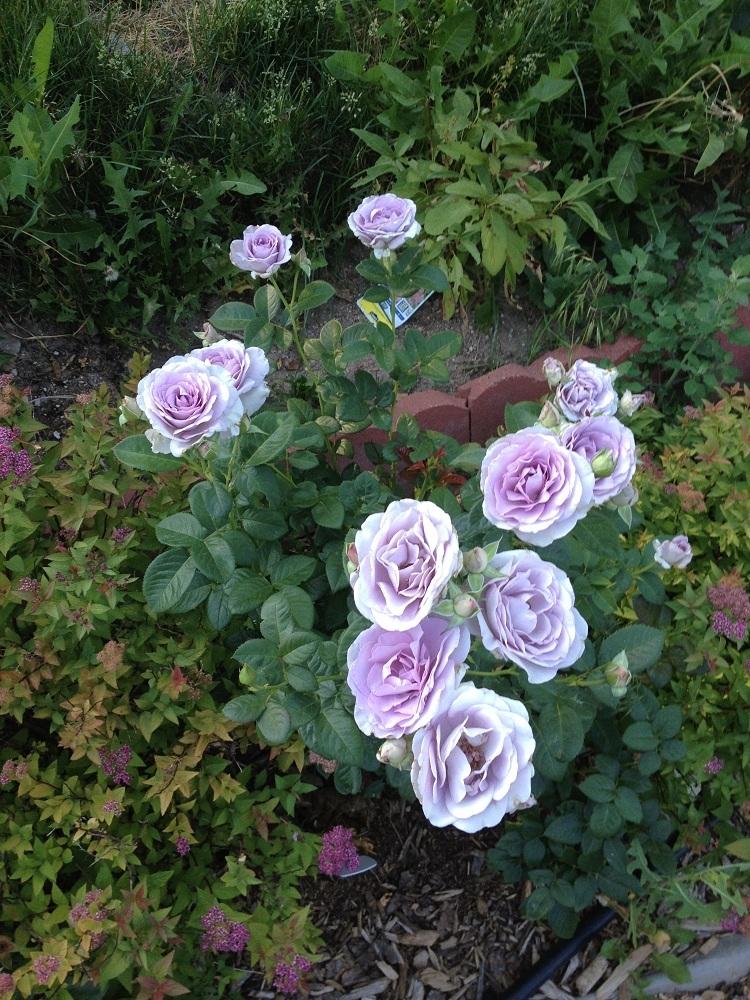 Photo of Rose (Rosa 'Blue Bajou') uploaded by Skiekitty