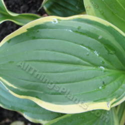 Location: Ottawa, ON
Date: 2012-06-20
H. 'Bell Ringer' leaf
