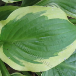 Location: Ottawa, ON
Date: 2012-06-20
H. 'Avalanche' leaf