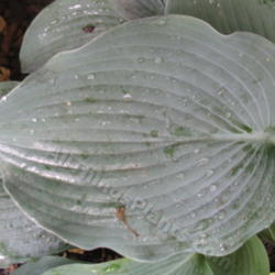 Location: Ottawa, ON
Date: 2012-06-20
H. 'Blue Wedgwood' leaf