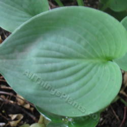 Location: Ottawa, ON
Date: 2012-06-20
H. 'Blue Cadet' leaf