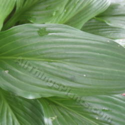 Location: Ottawa, ON
Date: 2012-06-20
H. 'Clausa var. Clausa' leaf