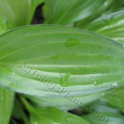 Location: Ottawa, ON
Date: 2012-06-20
H. 'Chinese Sunrise' leaf