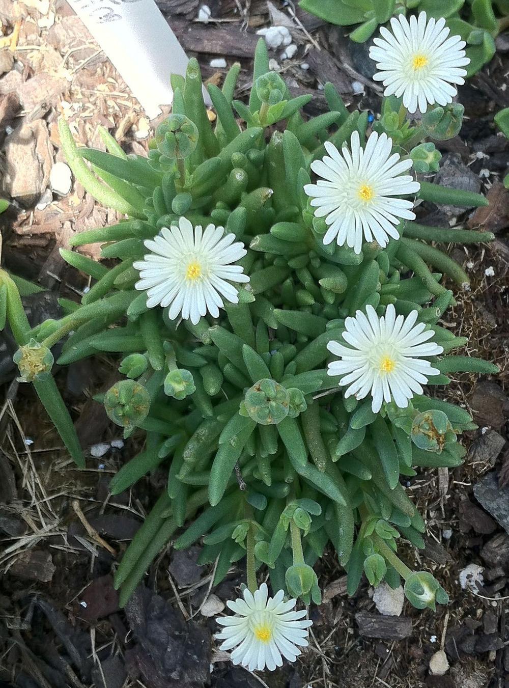 Photo of Delosperma 'White Pearl' uploaded by clintbrown