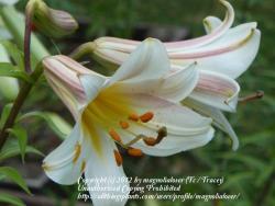 Thumb of 2012-06-21/magnolialover/2fb5c3
