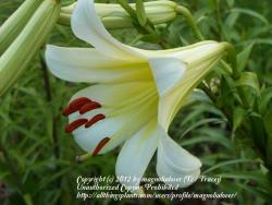 Thumb of 2012-06-21/magnolialover/92cf03