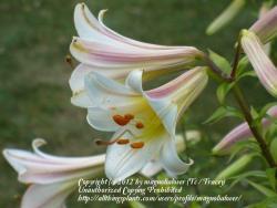 Thumb of 2012-06-21/magnolialover/ae65ae