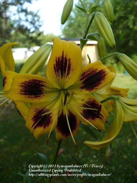 Photo of Lily (Lilium 'Black Eyed Cindy') uploaded by magnolialover