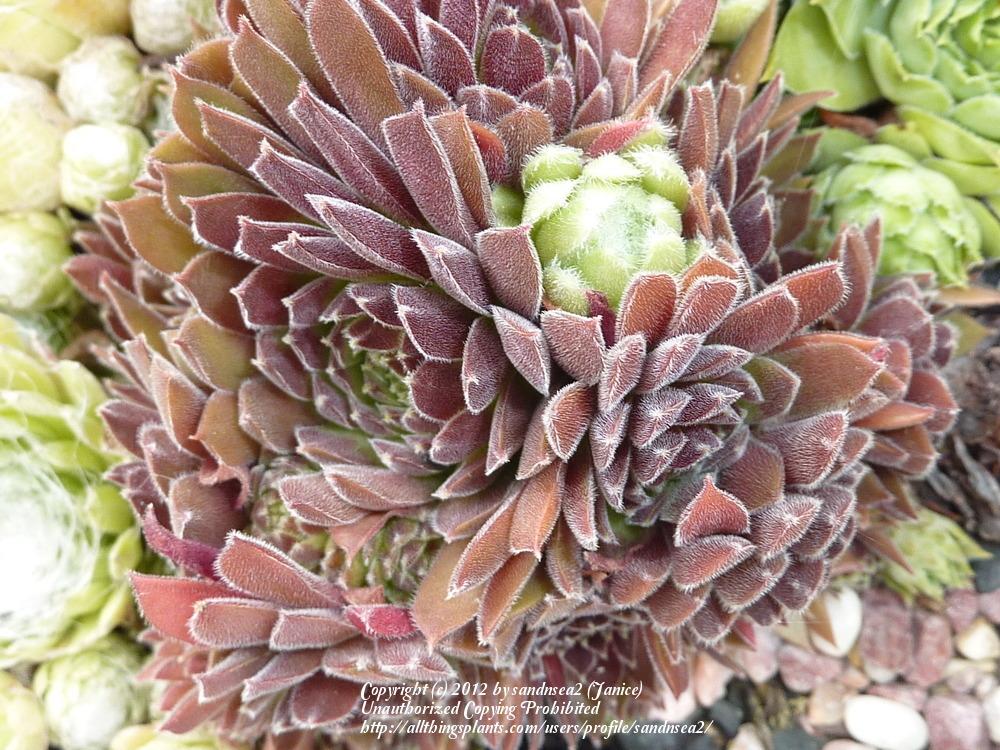 Photo of Hen and Chicks (Sempervivum 'Pacific Red Tide') uploaded by sandnsea2