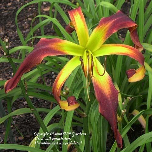 Photo of Daylily (Hemerocallis 'Dancing on Air') uploaded by vic