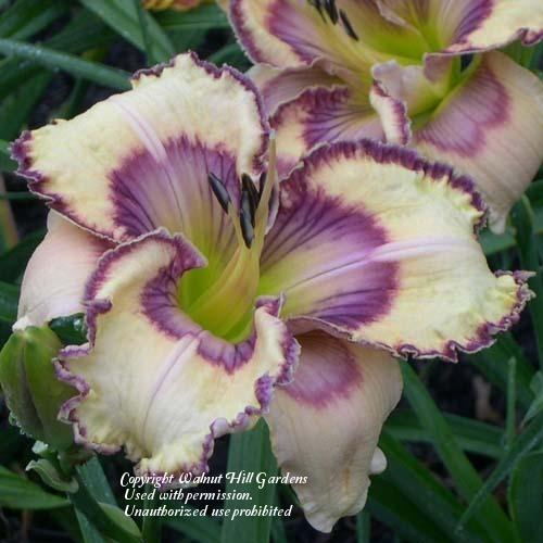 Photo of Daylily (Hemerocallis 'Spacecoast Butterfly Effect') uploaded by vic