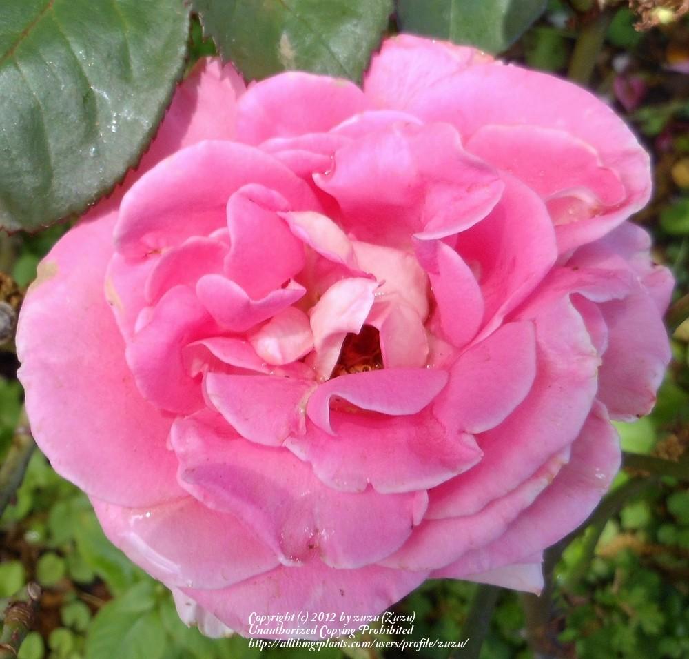 Photo of Rose (Rosa 'Louise Estes') uploaded by zuzu