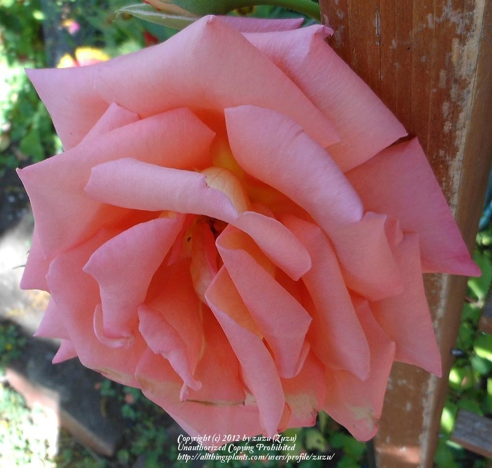 Photo of Rose (Rosa 'Maid of Honor, Cl') uploaded by zuzu
