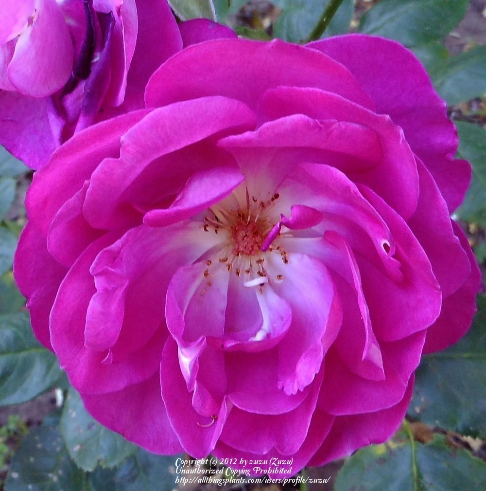 Photo of Rose (Rosa 'Purple Heart') uploaded by zuzu