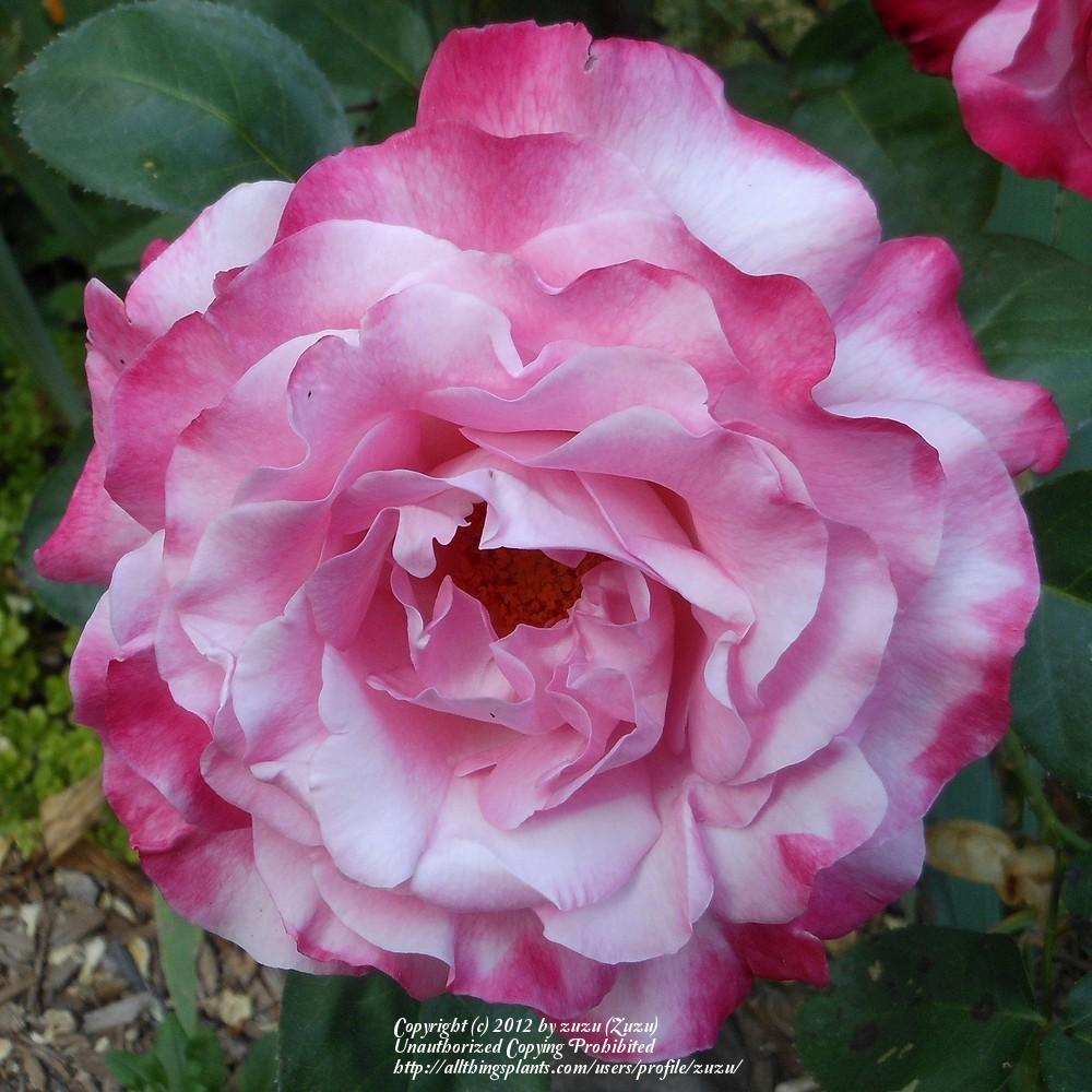 Photo of Rose (Rosa 'Paradise Found') uploaded by zuzu