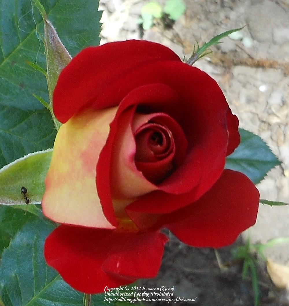 Photo of Floribunda Rose (Rosa 'Ketchup & Mustard') uploaded by zuzu