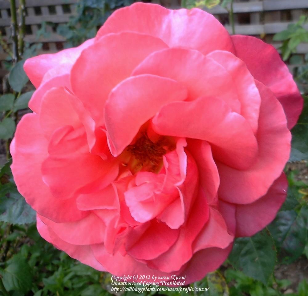 Photo of Rose (Rosa 'Maria McGredy') uploaded by zuzu