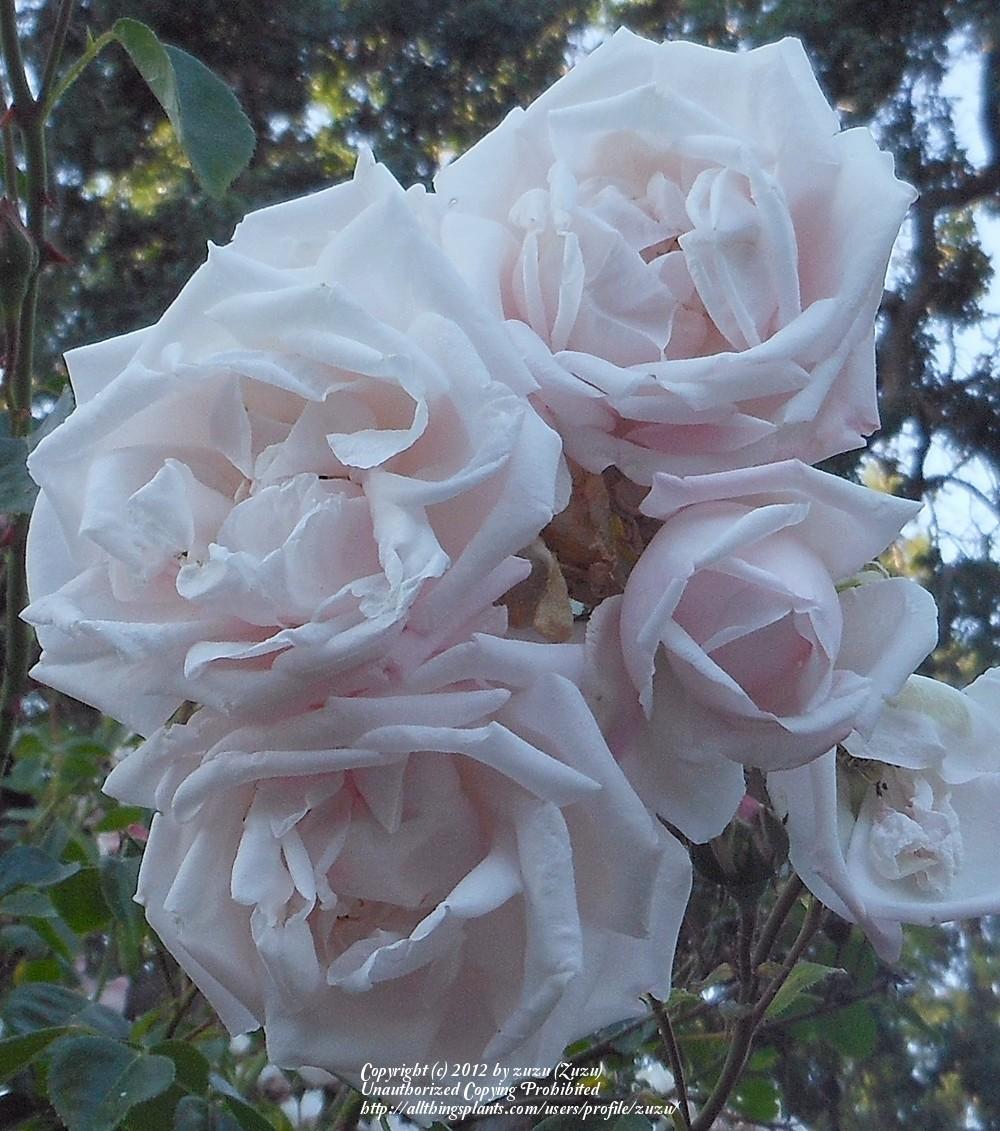Photo of Rose (Rosa 'New Dawn') uploaded by zuzu