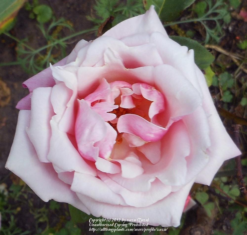 Photo of Rose (Rosa 'Pearl Harbor') uploaded by zuzu