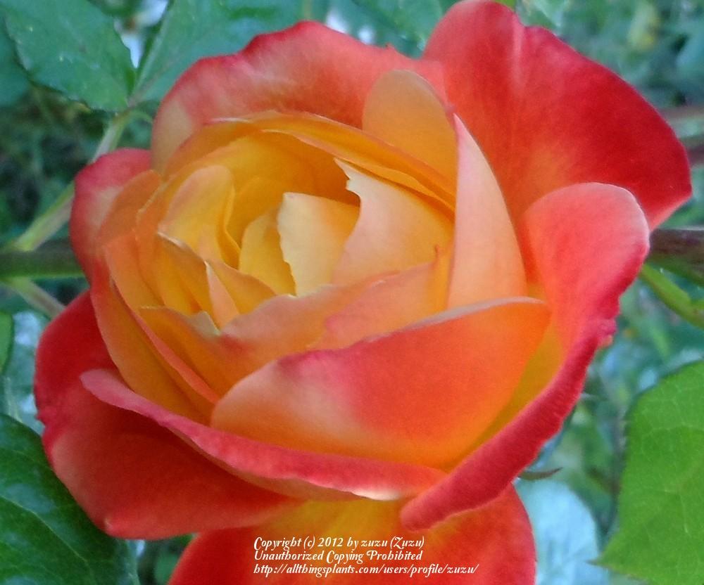 Photo of Rose (Rosa 'Judy Garland') uploaded by zuzu