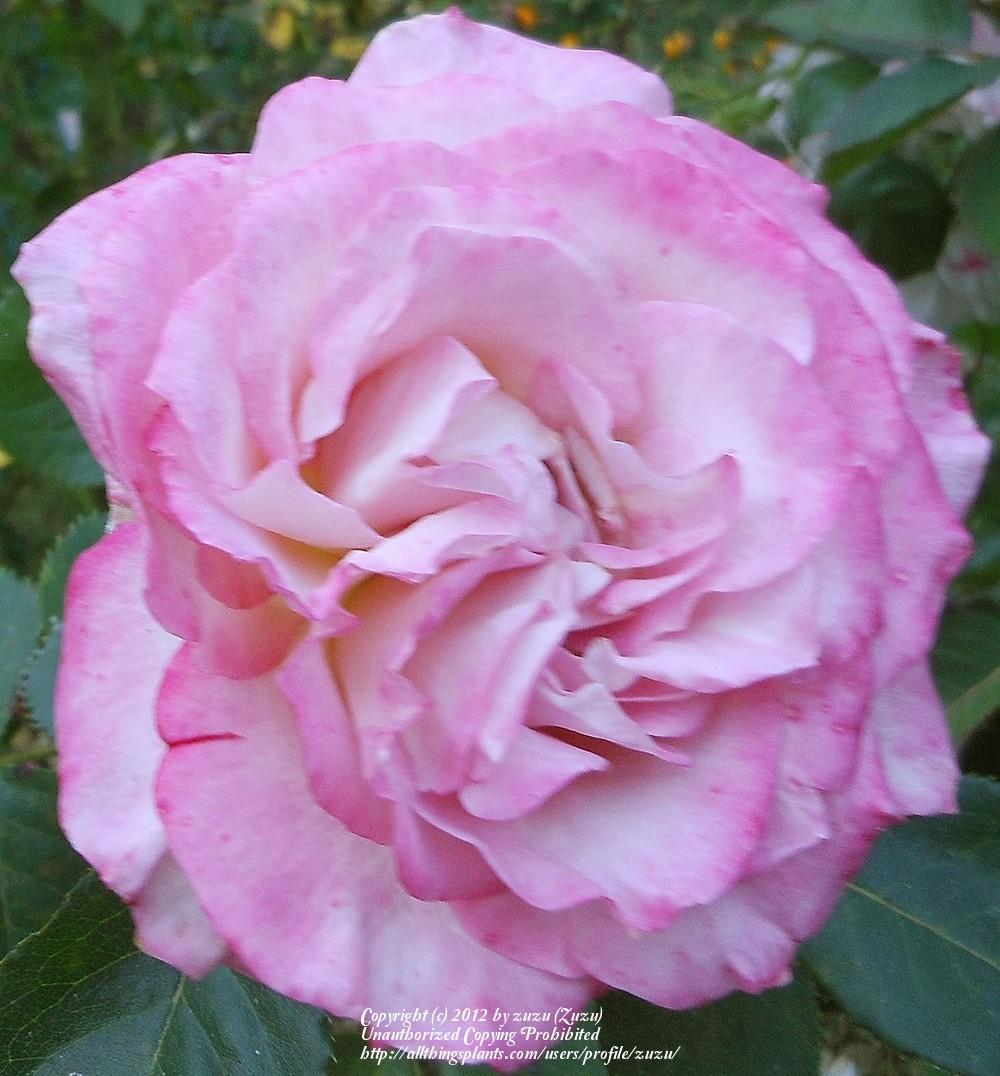 Photo of Rose (Rosa 'Masquerade') uploaded by zuzu