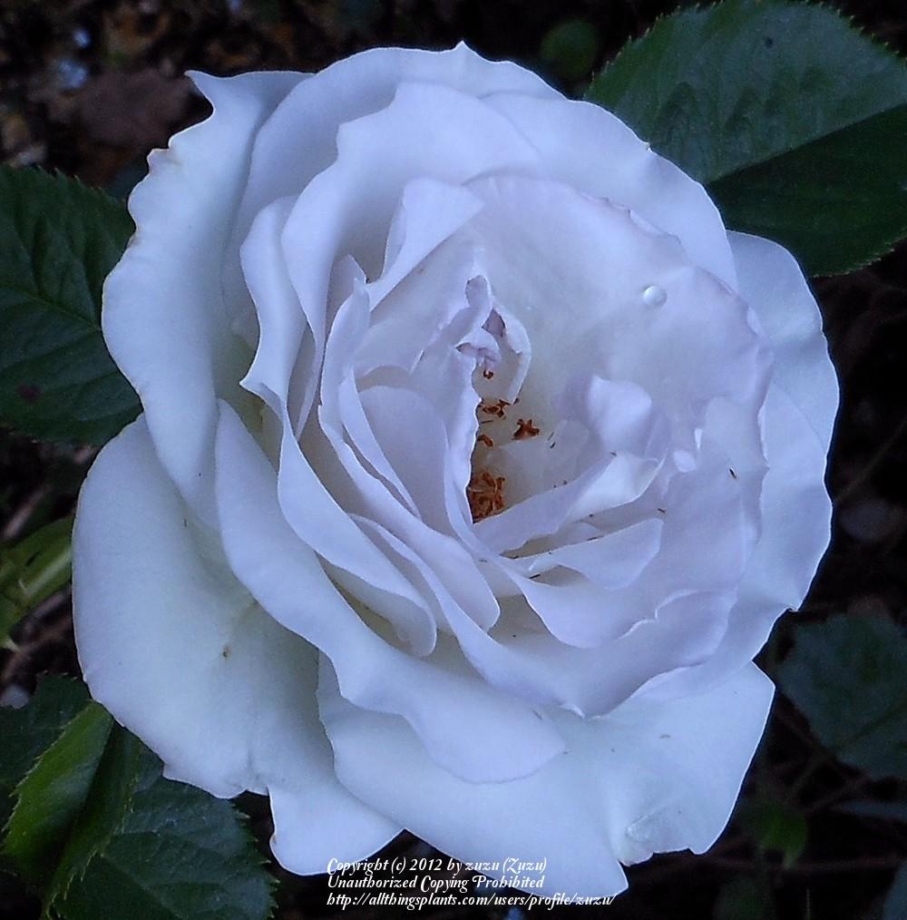 Photo of Rose (Rosa 'Natasha Monet') uploaded by zuzu