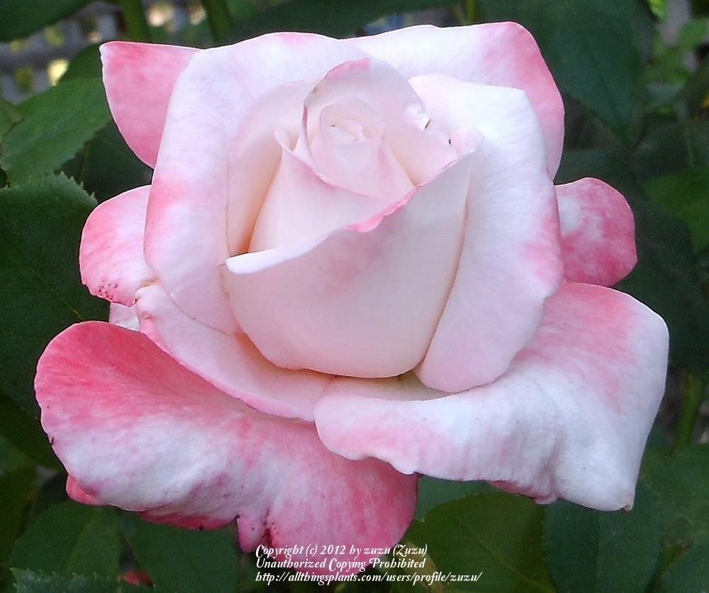Photo of Rose (Rosa 'Lorise Wojciechowski') uploaded by zuzu