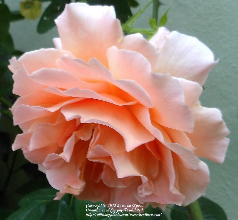 Photo of Rose (Rosa 'Polka') uploaded by zuzu
