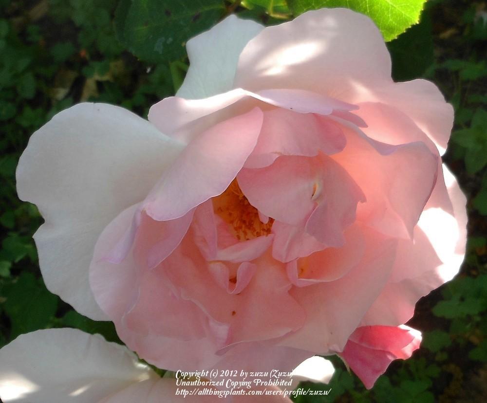 Photo of Rose (Rosa 'Lucetta') uploaded by zuzu
