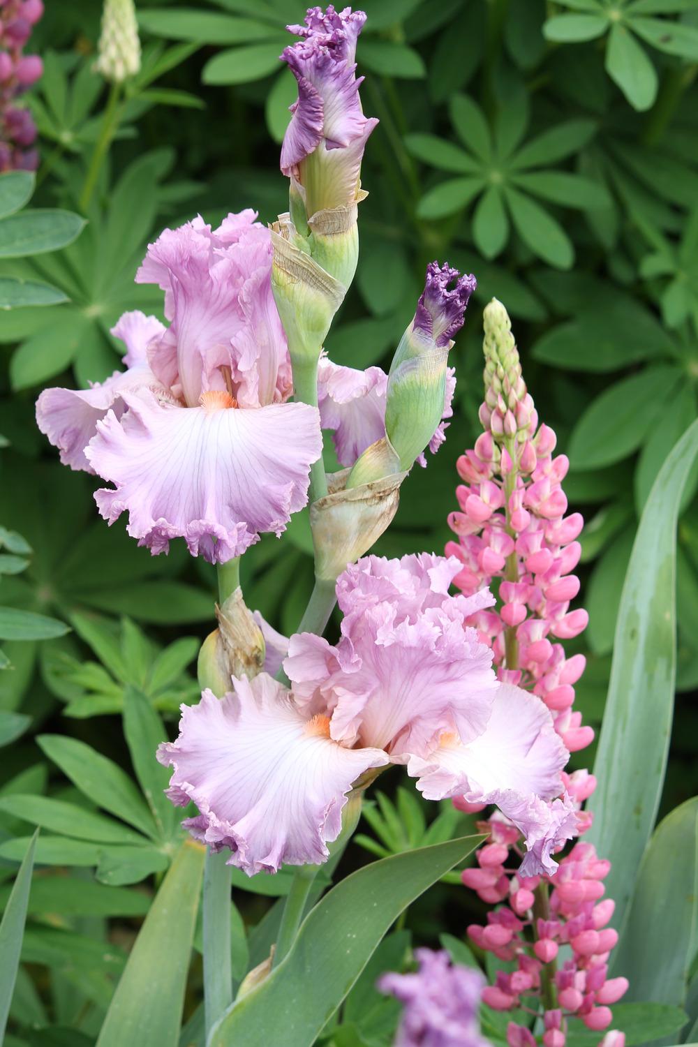Photo of Tall Bearded Iris (Iris 'Vienna Waltz') uploaded by ARUBA1334