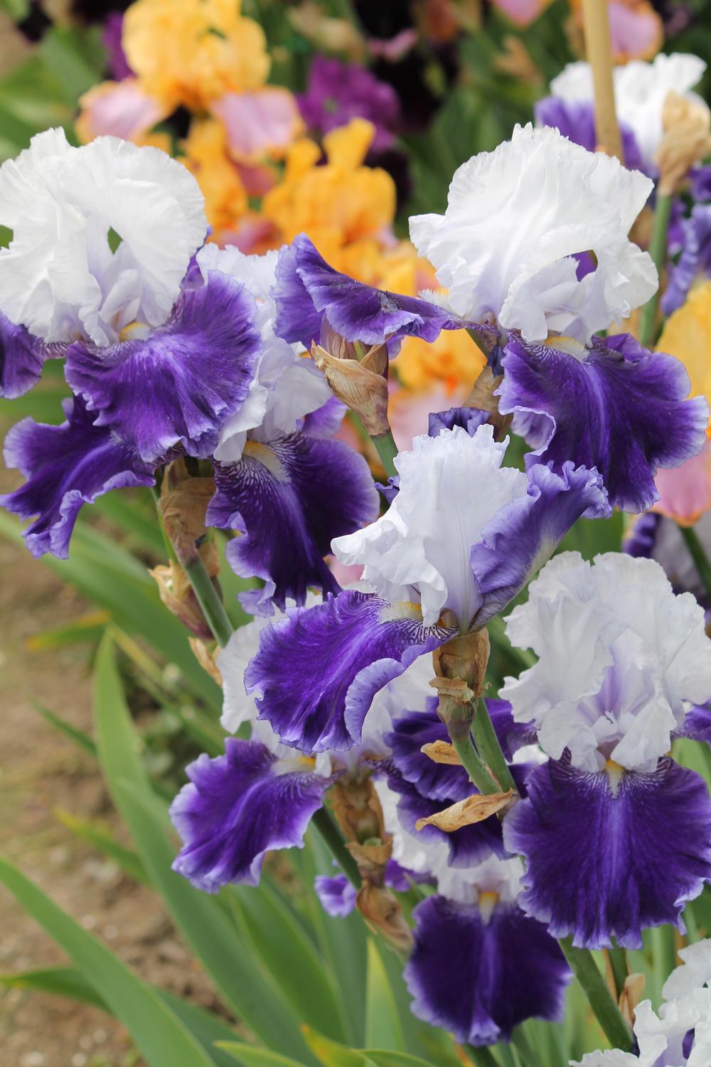 Photo of Tall Bearded Iris (Iris 'Drifting') uploaded by ARUBA1334