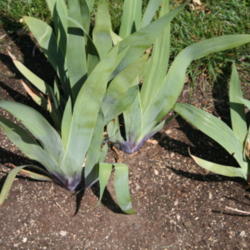 Location: My garden in southeast Nebraska
Date: 2011-04-16
Strong purple based foliage of Magnificent Masterpiece