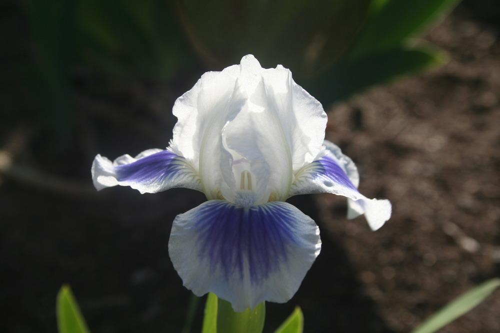 Photo of Standard Dwarf Bearded Iris (Iris 'Open Your Eyes') uploaded by KentPfeiffer