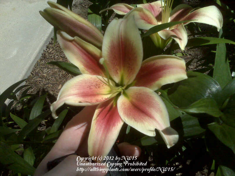 Photo of Lily (Lilium 'Montego Bay') uploaded by NW15