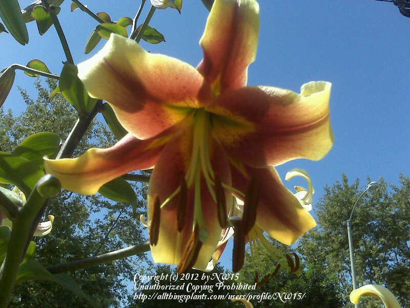 Photo of Lilies (Lilium) uploaded by NW15