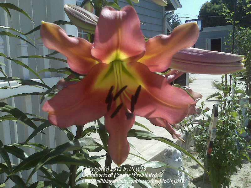 Photo of Lily (Lilium 'Satisfaction') uploaded by NW15