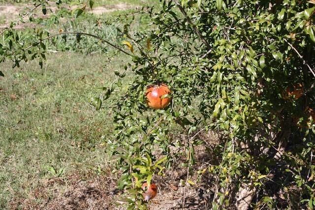 Photo of Pomegranates (Punica granatum) uploaded by gingin