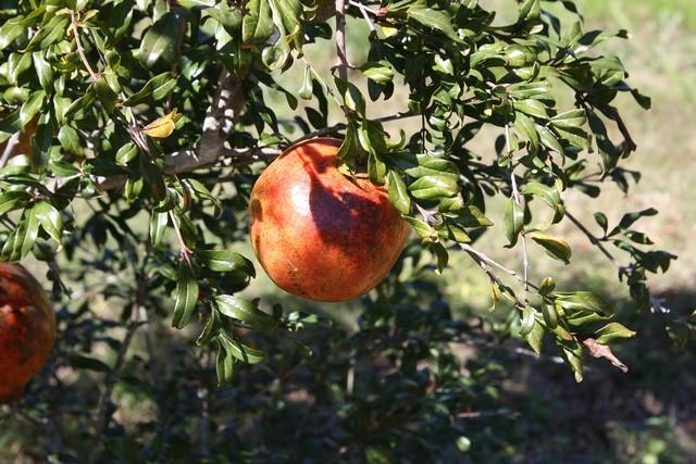 Photo of Pomegranates (Punica granatum) uploaded by gingin