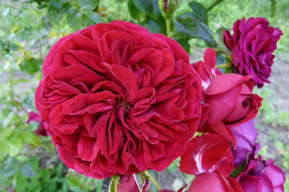 Photo of Rose (Rosa 'Rotkaeppchen') uploaded by kassiap